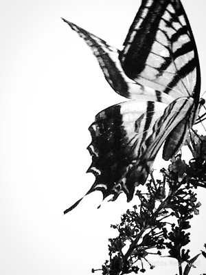 Wings in Motion