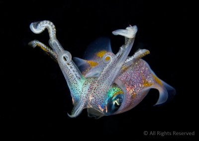 Indonesian Reef Squid