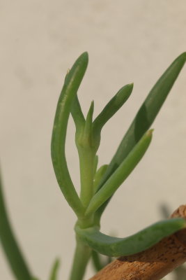 Plant 2
