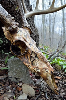 Buck skull carve/pyro #1