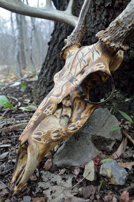 Buck skull carve/pyro #1