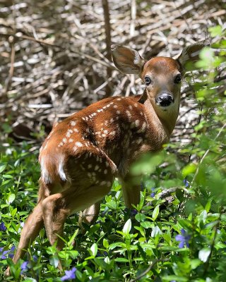Whitetail fawns