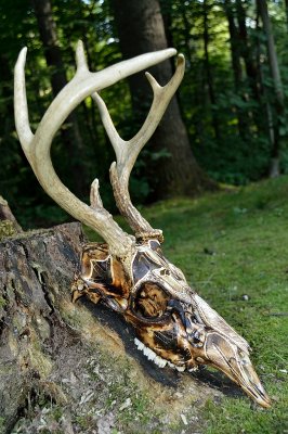 Waterfowl theme pyro buck skull carve