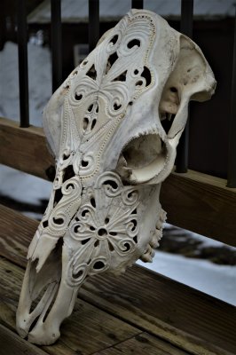 Scroll skull