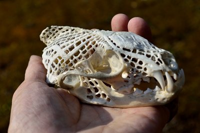 Webbed fisher skull