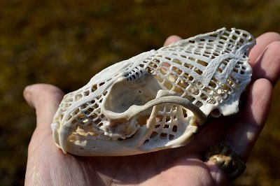 Webbed fisher skull