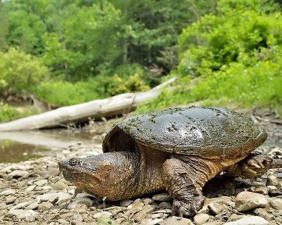 Reptiles and Amphibians