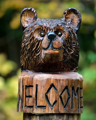 Welcome bear head