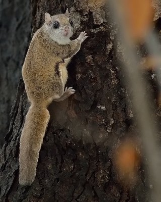 Flying squirrel