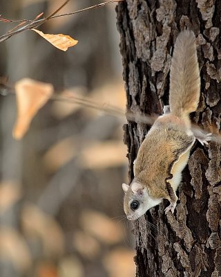 Flying squirrel