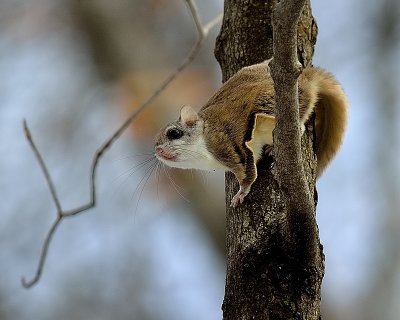 Flying squirrel