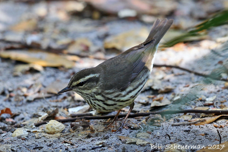 Northern Waterthrush