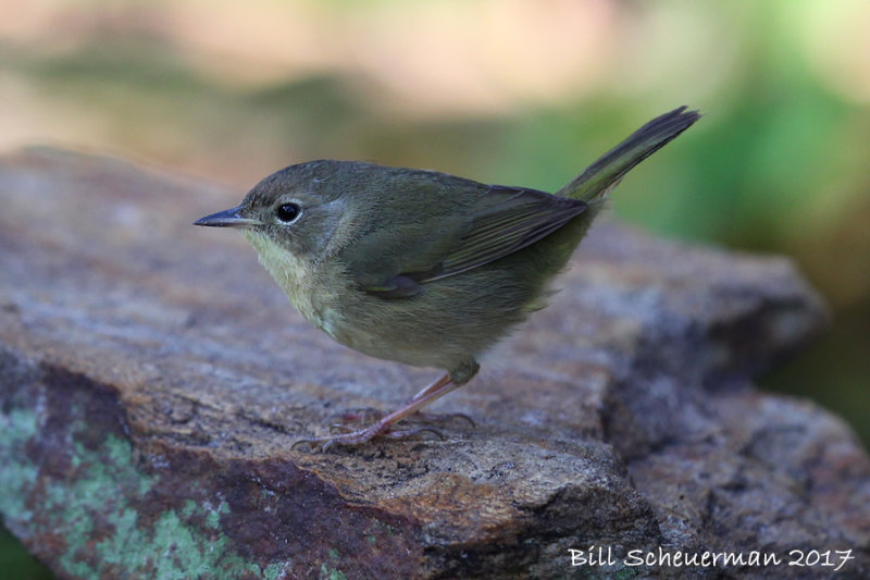 Common Yellowthroat