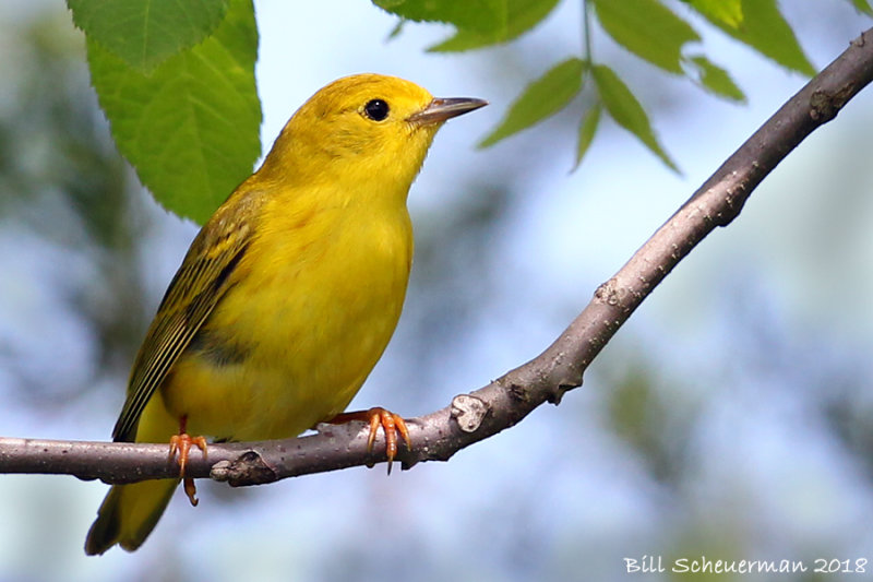 Yellow Warbler