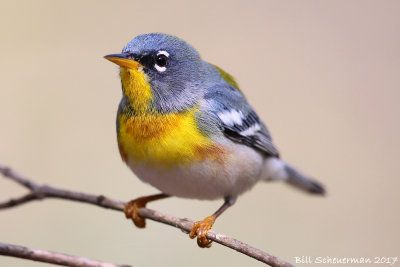 Northern Parula