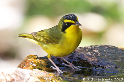 Kentucky Warbler