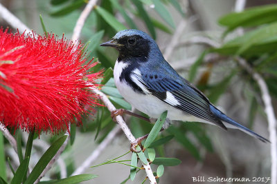 Black-throated Blue Warbler