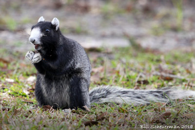 Florida (Shermans)Fox Squirrel