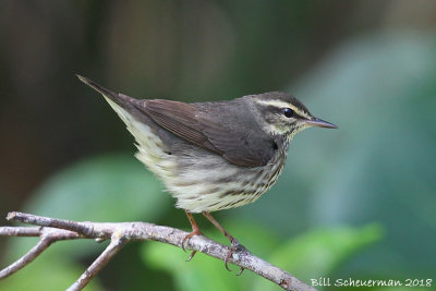 Northern Waterthrush 