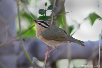 Worm-eating Warbler