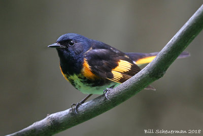 American Redstart