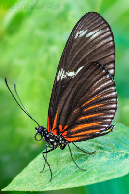 Kleiner Monarch (Danaus chrysippus)