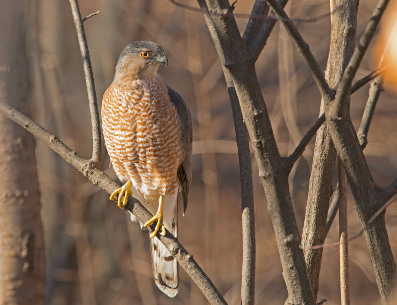 Sparviere di Cooper:  Accipiter cooperii. En.: Coopers Hawk