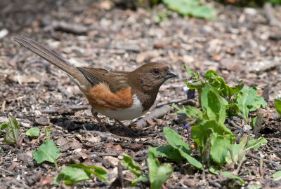 Eastern Towhee - F -
