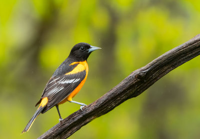 Baltimore Oriole