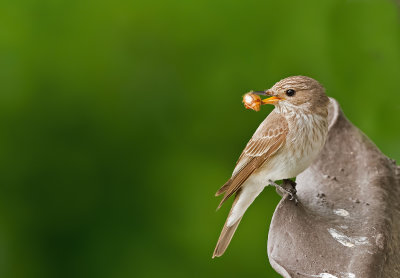 Pigliamosche europeo: Muscicapa striata. En.: Spotted Flycatcher