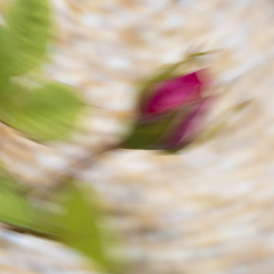 Macro Mondays Intentional Camera Blur - Miniature Rose