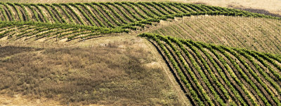 Criss Crossed Vineyard