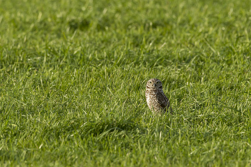 2/24/2017  Burrowing Owl out standing in his field