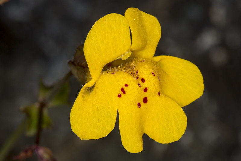 3/17/2017  Erythranthe guttata (Mimulus guttatus) (Yellow Monkeyflower)