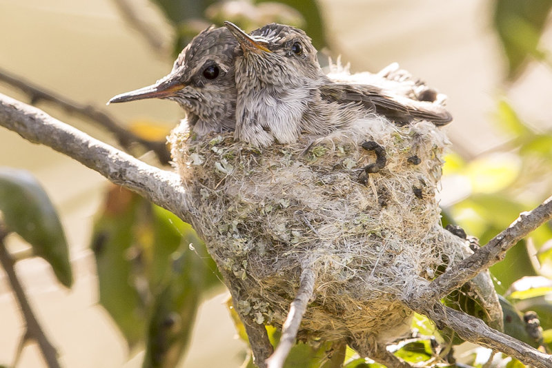3/21/2017  Annas Hummingbird nest with babies