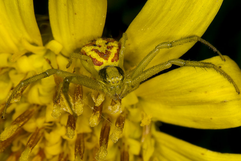 3/28/2017  Misumenoides formoipes (White-banded Crab Spider)