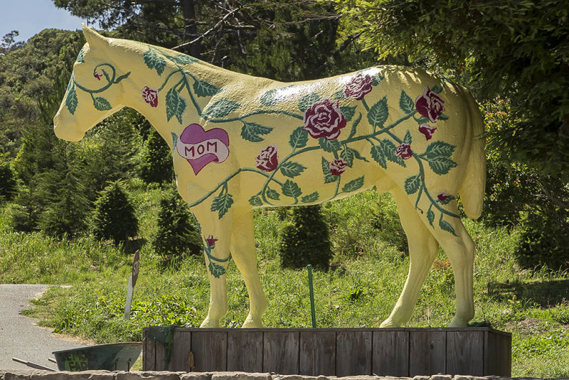 5/15/2017  Lemos Farm Painted horse