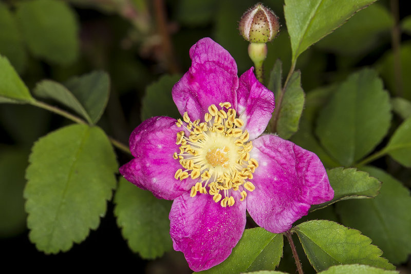 6/15/2017  Rosa californica (California  Rose)