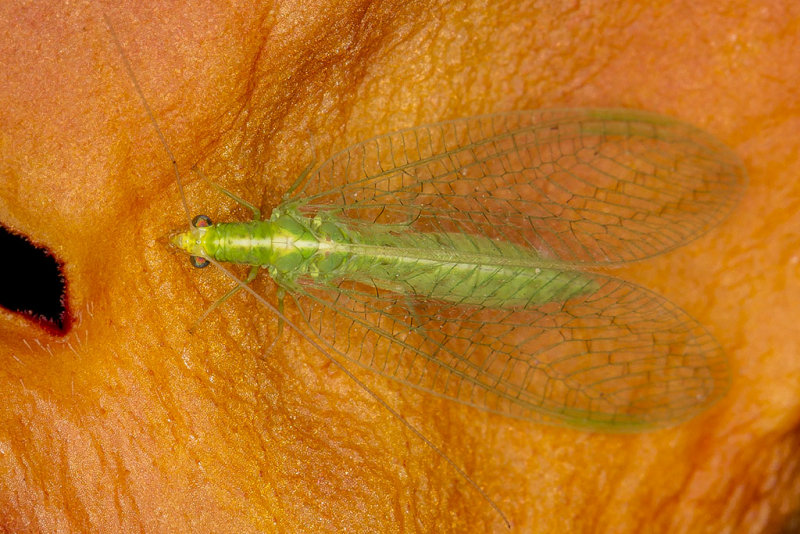 6/29/2017  Lacewing