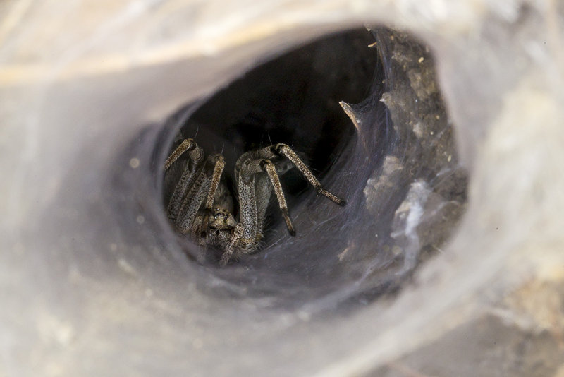 7/3/2017  Funnel Web Spider hiding