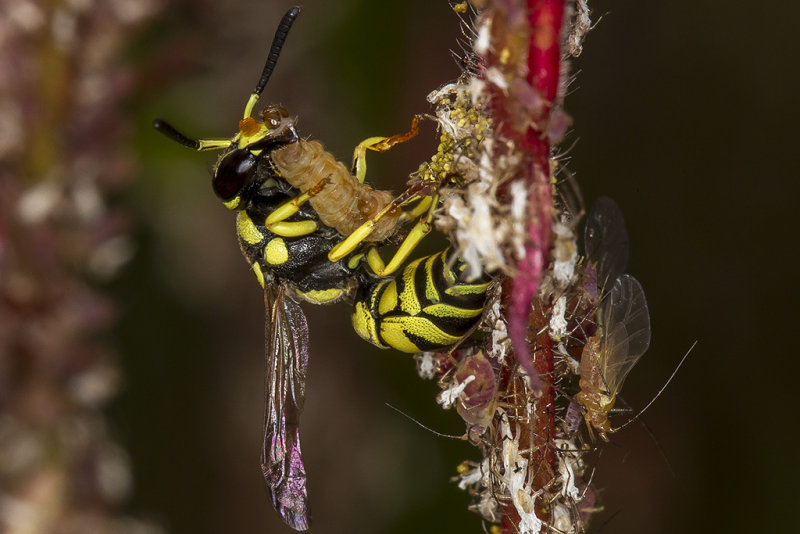 7/22/2017  Wasp eating a larva or caterpillar