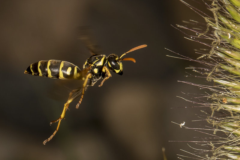 8/3/2017  Paper Wasp (Polistes sp.)