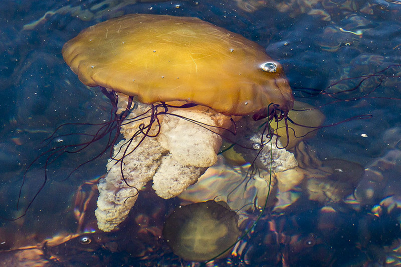 9/5/2017 Jellyfish