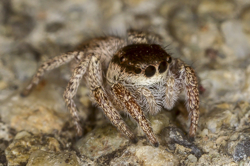 9/7/2017  Jumping Spider (Salticidae) Habronattus?