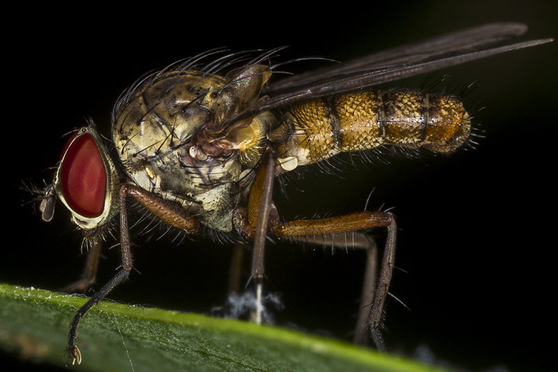 9/15/2017  Hylemya alcathoe (Anthomyiidae) (Diptera) Male Root-Maggot Fly