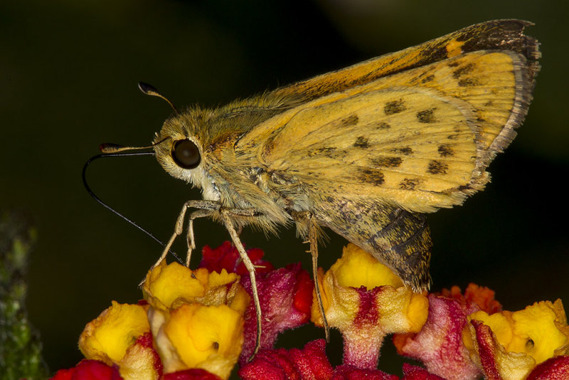 9/17/2017  Fiery Skipper  Hylephila phyleus (Lepidoptera)