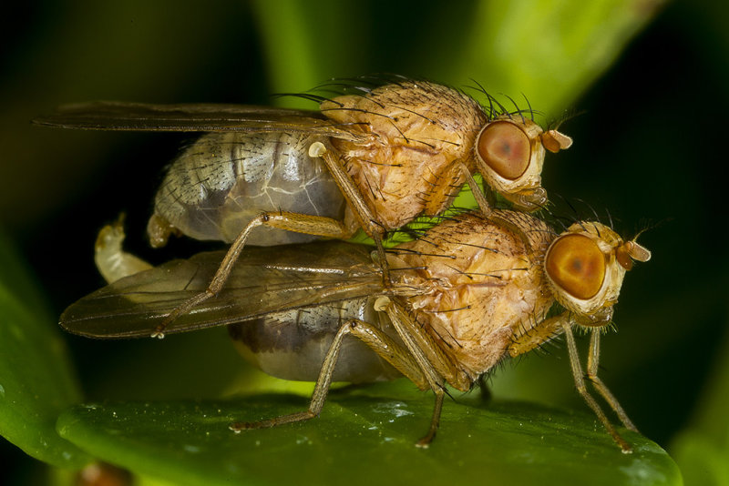 9/27/2017  Mating flies (Minettia flaveola)