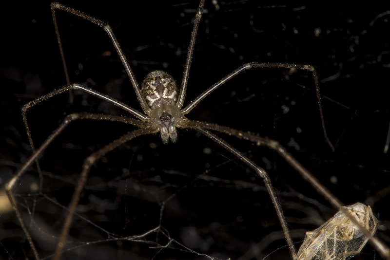 10/4/2017  Marbled Cellar Spider (Holocnemus pluchei) (Pholcidae)