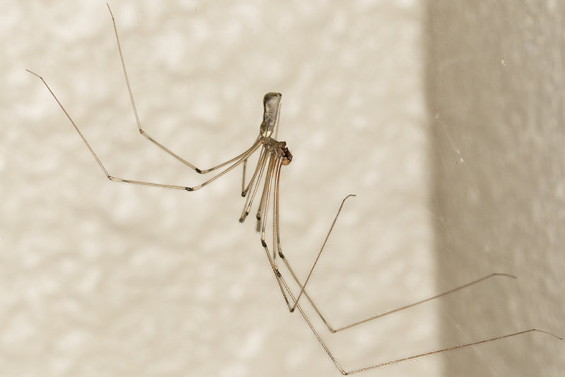 11/15/2017  Long-bodied Cellar Spider (Pholcus phalangioides)