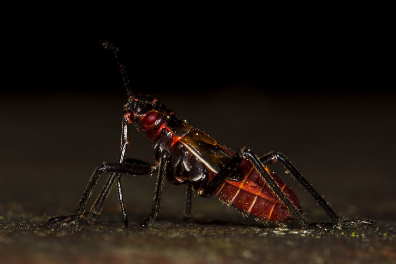 12/5/2017  Western Boxelder Bug nymph (Boisea rubrolineata)